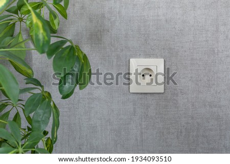 A gray wall with electrical outlet and scheffler's houseplant. Electricity, safety, energy saving concept.