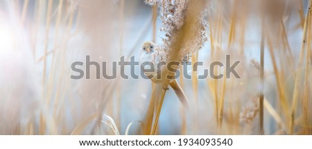Small birds in Germany hidden between  white feather Pampas grass.