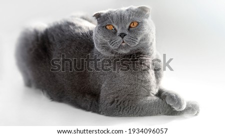 British Shorthair cat lying on white table. A beautiful cat advertises food. Purebred Briton sits on isolation, legs crossed. Looking away. Copy space. Banner