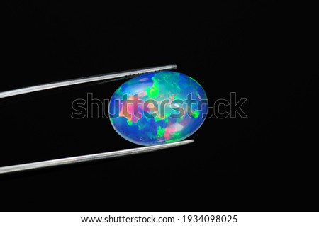 Natural precious gem multi color play transparent oval cabochon big size opal full off bright flashes Ethiopian welo clean on dark gray isolated background center in tweezers