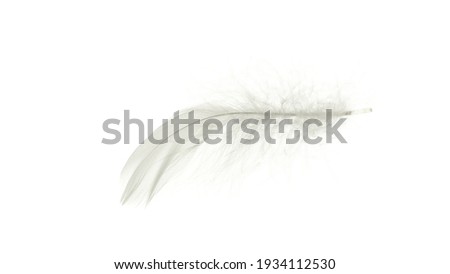 Feather macro. Multicoloured pastel angel feather closeup texture isolated on white background in macro photography, soft focus. Abstract. Coral pink color trends and vintage
