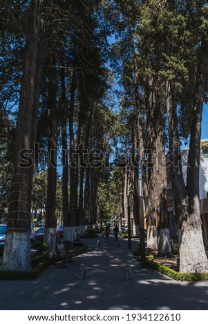 Path in the city, Boulevard de Paseo Colón, in Toluca State of Mexico, surrounded by trees.