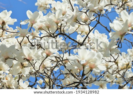 white magnolia in full blooming