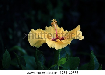 Yellow Hibiscus Flower with dark background