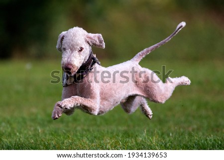 Bedlington Terrier running on grass