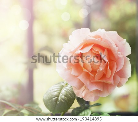 Coral rose at sunset Light in garden