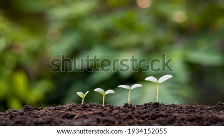 Presentation of plant germination sequence and plant growth concept in the suitable external environment. Royalty-Free Stock Photo #1934152055