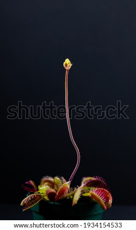 Close up of Venus Fly Trap Plant with Flower Buds