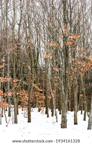Winter forest orange leafs snow