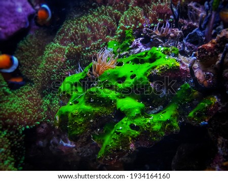 Green cyanobacteria attached on the rock in reef aquarium tank