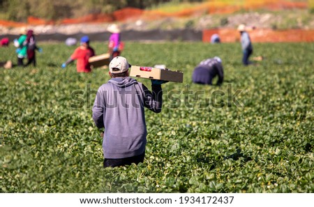 Male farm worker holding palett of strawberries while standing in a field Royalty-Free Stock Photo #1934172437