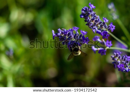 A macro of a bumblebee feeds off a stem of a lavender flower. The lavender is a pale purple colour and only the stems in the foreground are in focus. The background is of a lavender garden field.