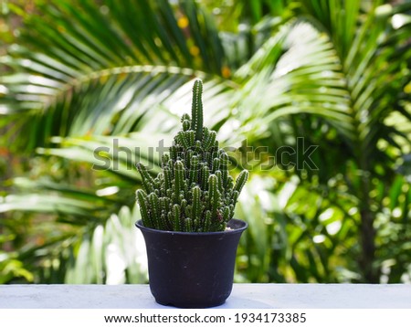 Cereus peruvianus in small pot on natural background.Fairy Castle Cactus (Acanthocereus Tetragonus)