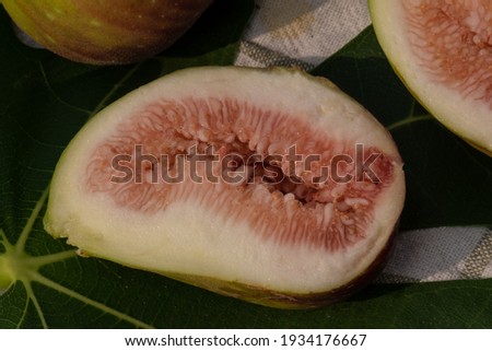 Fig fruit on a green farm tree