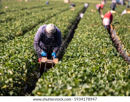 Male farm worker picking strawberries in a field Royalty-Free Stock Photo #1934178947