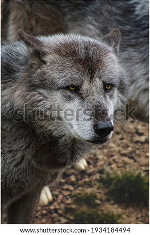 Nice picture . Northwestern wolf, also known as Mackenzie  gray Wolf of the valley, wolf of the rocky mountains, Alaskan timber wolf, Or Canadian timber 