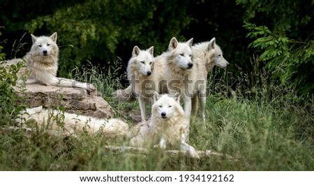 A group of wolves cooperating Beautiful picture of white wolves, wolves of Alaska, North Pole 