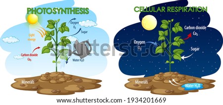 Diagram showing process of photosynthesis and cellular respiration illustration Royalty-Free Stock Photo #1934201669