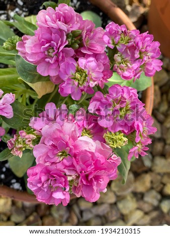 a closeup of hoary stock plants with pink and purple flowers 2839