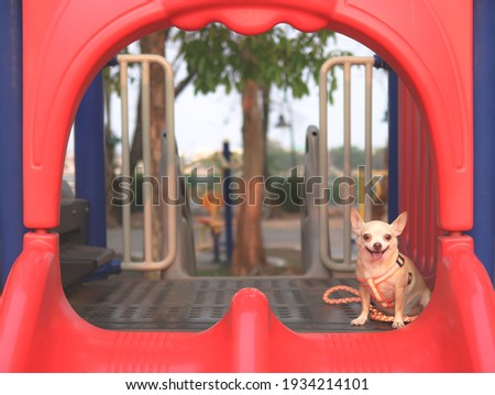 Portrait of happy and healthy brown Chihuahua dog sitting on red  playground equipment, smiling and looking at camera.