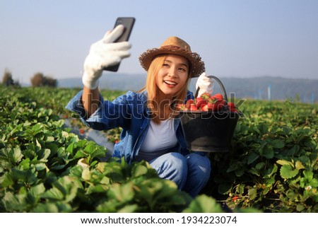 Beautiful Asian Woman Farmer Showing Fresh Red Strawberry In Bucket And Tacking Selfie Photo With Smartphone In Organic Strawberry Farm