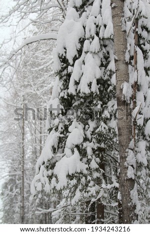 Green spruce and birch trees covered with snow on winter forest and a gray sky background. Natural winter background with a calm serene mood. Stock photo with empty space for text and design. 