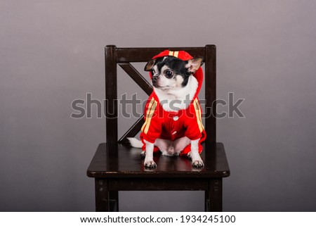 Close-up of a Chihuahua in front of grey background