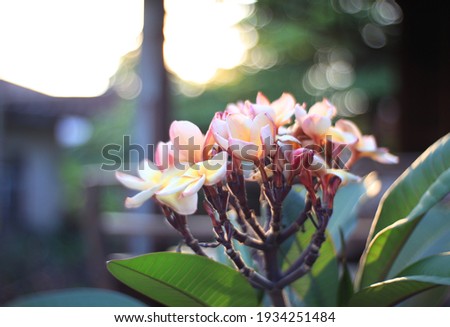 Plumeria, Frangipani, Temple tree,   Soft focus beautiful pink-yellow plumeria flowers bouquet on blurred background in garden with morning light. Close up tropical flower.