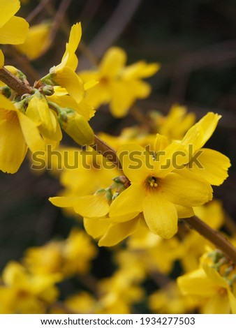 The blooming yellow forsythia is a beautiful spring bush covered with yellow flowers in the garden.
