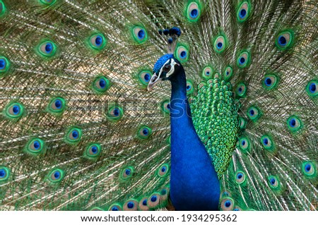 Closeup of a peacok (pavo cristatus) with its wings spread looking straight into the camera. Royalty-Free Stock Photo #1934295362