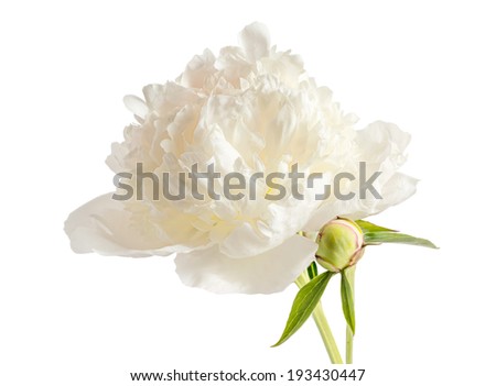 White peony flower and pud isolated at white background