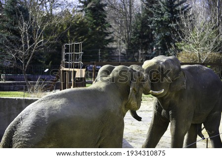 Two elephants playing, zoo photo