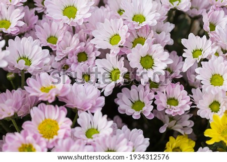 Colorful flowers cineraria blooming outdoors in spring，Pericallis hybrida