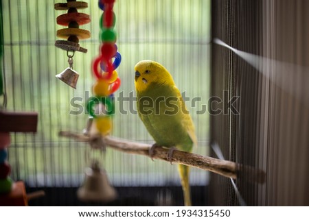 Green and Gold Australian Budgie and Baby Budgie Royalty-Free Stock Photo #1934315450