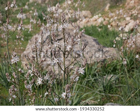 Fragrant white asphodel flowers on a background of stones in a meadow on a sunny spring day. The flower of oblivion in natural conditions under the open sky.