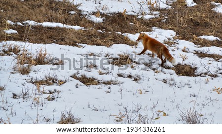 Northern Fox searches for food in winter.