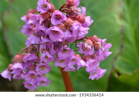Bergenia, known also as Bergenia cordifolia. Pink flowers close up Royalty-Free Stock Photo #1934336414