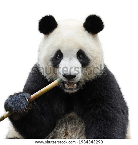 Closeup of giant panda bear isolated on white background Royalty-Free Stock Photo #1934343290