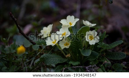 Primula, primrose, in a garden bloossoming in spring