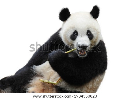 Closeup of giant panda bear isolated on white background