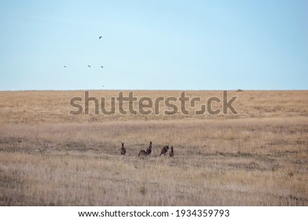 yellow grass field with kangaroos and magpies in Adelaide, South Australia
