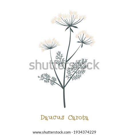 Wild carrot. Meadow flower clipart isolated on white background. Decorative botanical flat vector illustration.
