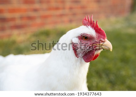 portrait of white broiler chicken (Gallus gallus domesticus) full body looking at the camera, free range chicken on chicken farm Royalty-Free Stock Photo #1934377643