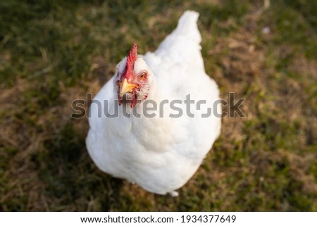 portrait of white broiler chicken (Gallus gallus domesticus) full body looking at the camera, free range chicken on chicken farm Royalty-Free Stock Photo #1934377649