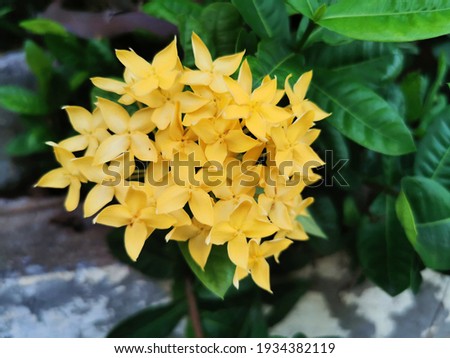 A yellow Ixora spp flower bush is blooming.Needle flower Scientific name: Ixora chinensis Lamk.Ixora spp. Wong: RUBIACEAE. The symbol of paying respect and meaning is knowledge and thoughtful thinking