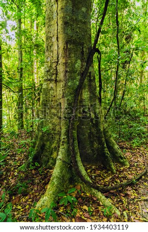 Tree Root Systems spring and summer background. Tropical Rain Forest natural woods. Forest background, nature, landscape
