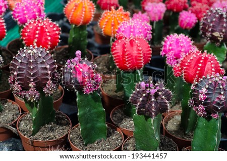 Cactus plants on vase in a market of plants