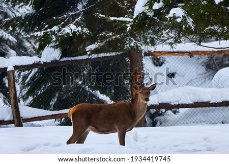 captive deer in a yard in winter