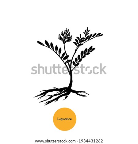 Liquorice plant  with flowers, leaves and roots hand drawn illustration, black and white silhouette. Vintage style.