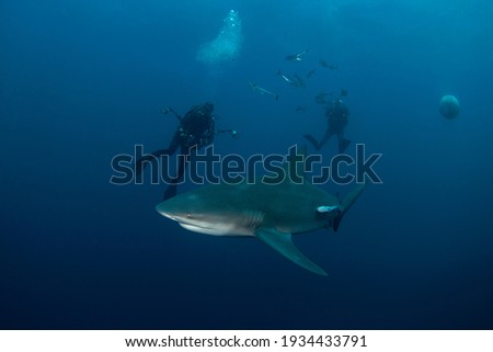 Bull shark during the dive. Sharks in the deep. Marine life in the Indian ocean. Sharks kingdom. 